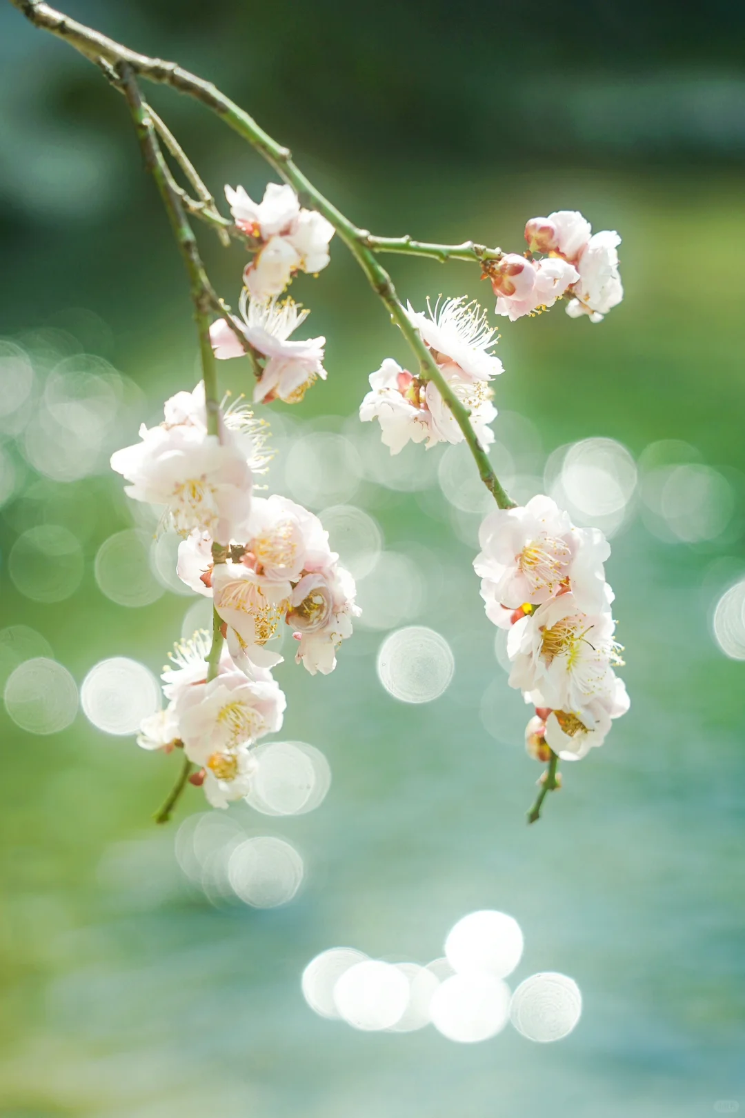 摄影｜“江南无所有，聊赠一枝春”🍃🌸