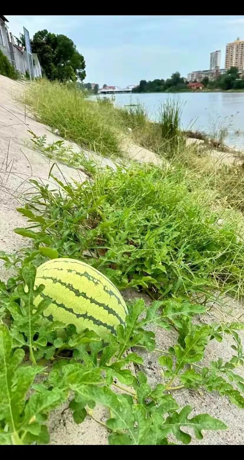 西瓜地里捡西瓜自然生长的西瓜