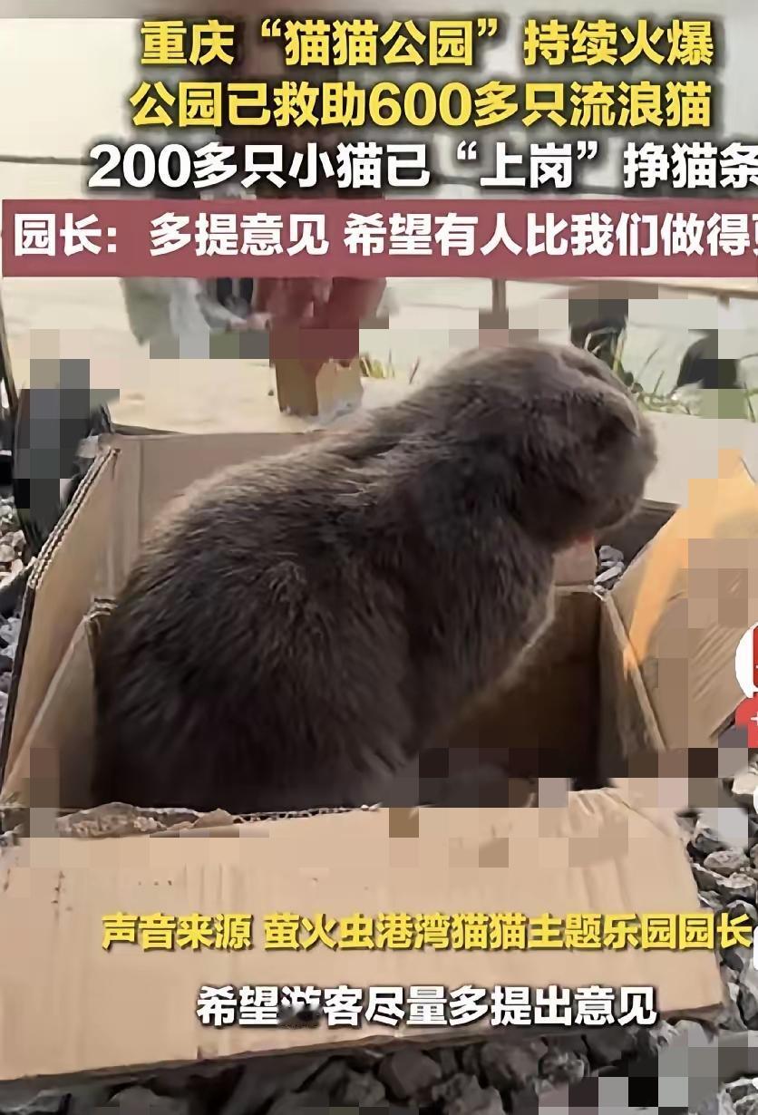 谁懂啊！重庆这次把温柔玩出新高度，3万㎡临江猫猫公园直接戳中人心巴