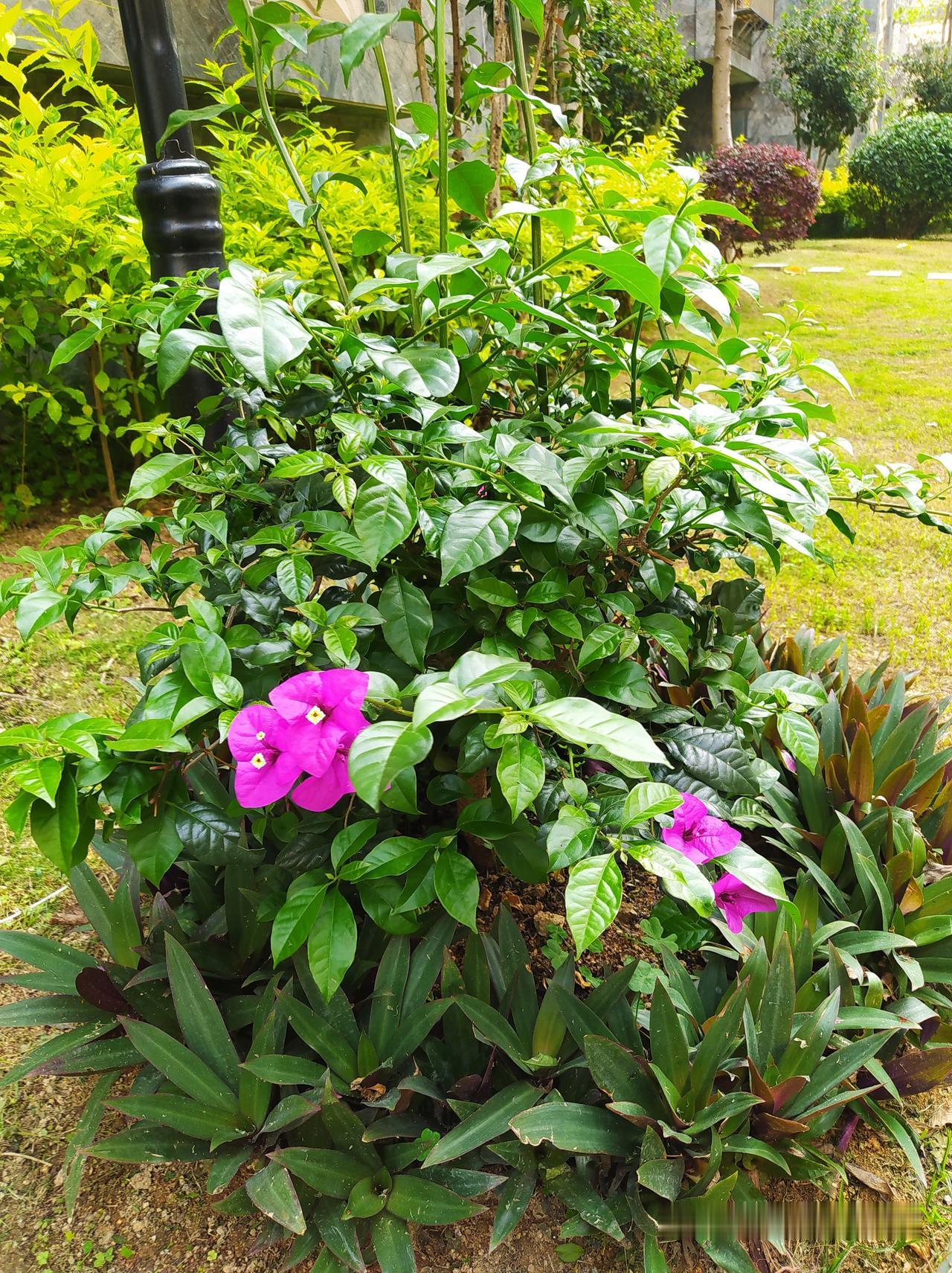 看到28岁女教师新婚当天坠楼身亡的消息，让我想起了我的同事。我的同事今年55岁，