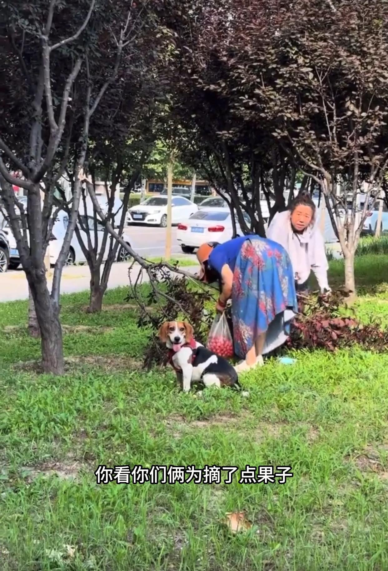 近日北京，一位网友爆料，他在路上行走时，看到了不文明的一幕！两位大妈为了摘果