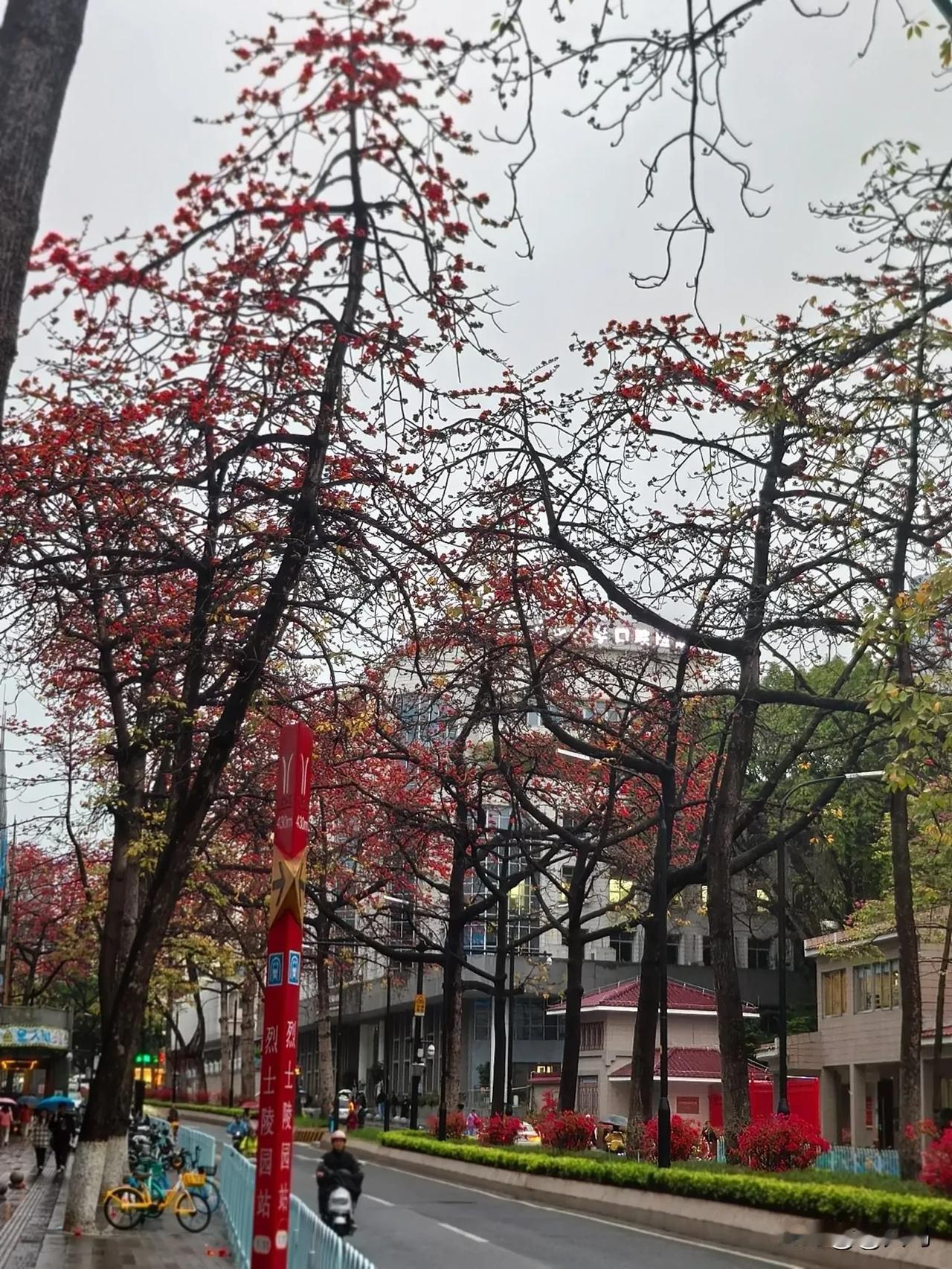 广州陵园西路｜红棉盛放南国春日，空中飘起了毛毛雨，悄无声息地唤醒了