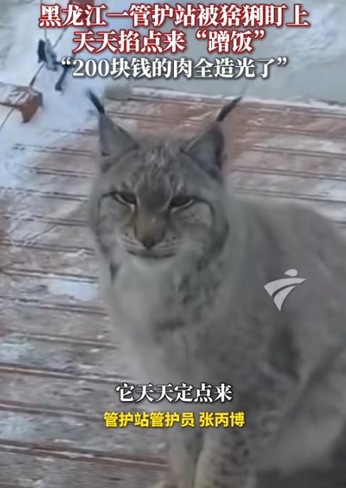 “太有灵性了！”近日，黑龙江大兴安岭，一只猞猁下山觅食，路过检查站时，管护员见它