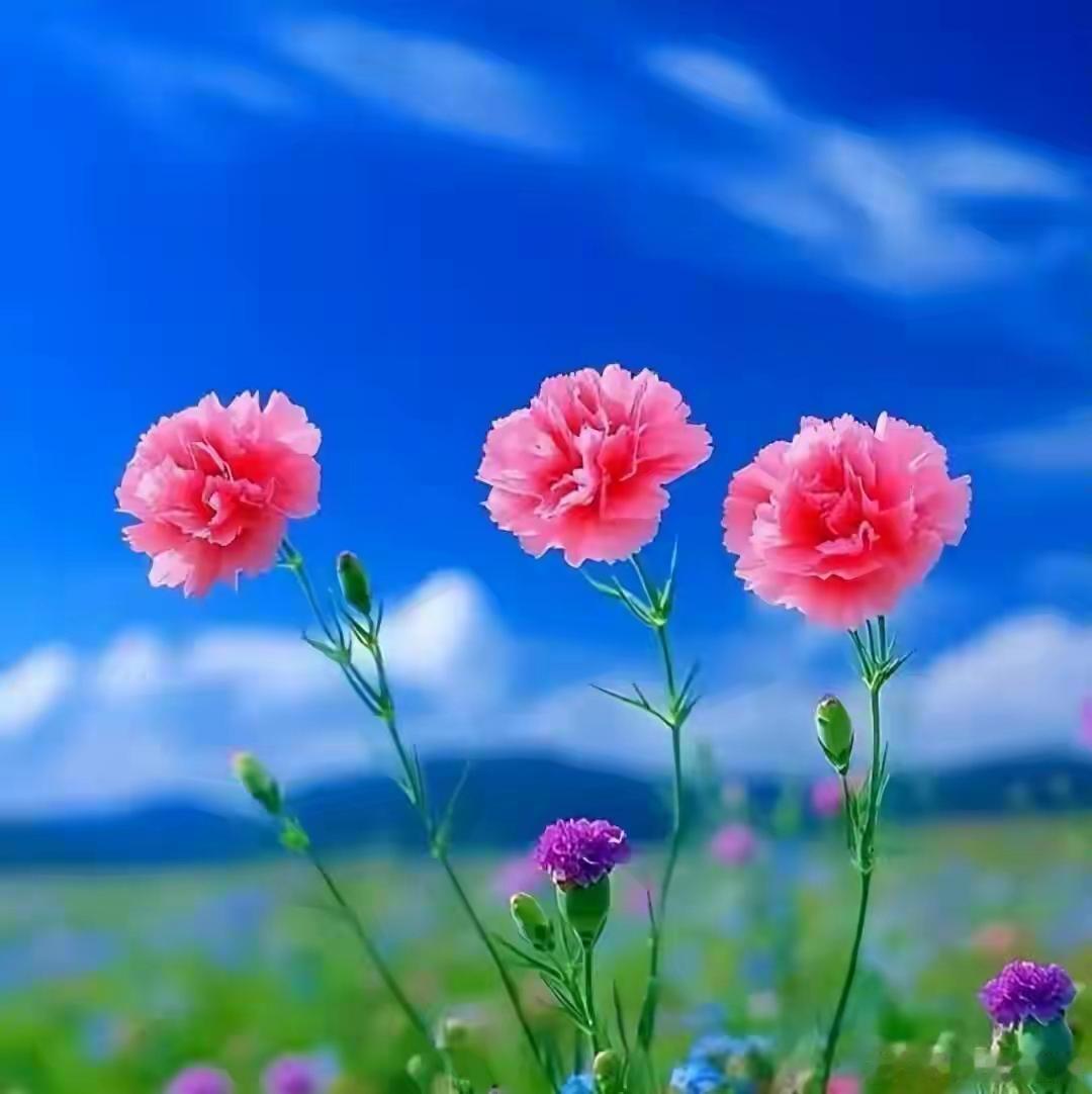 邂逅一夏烂漫花开，日子温柔向好～寻美河南