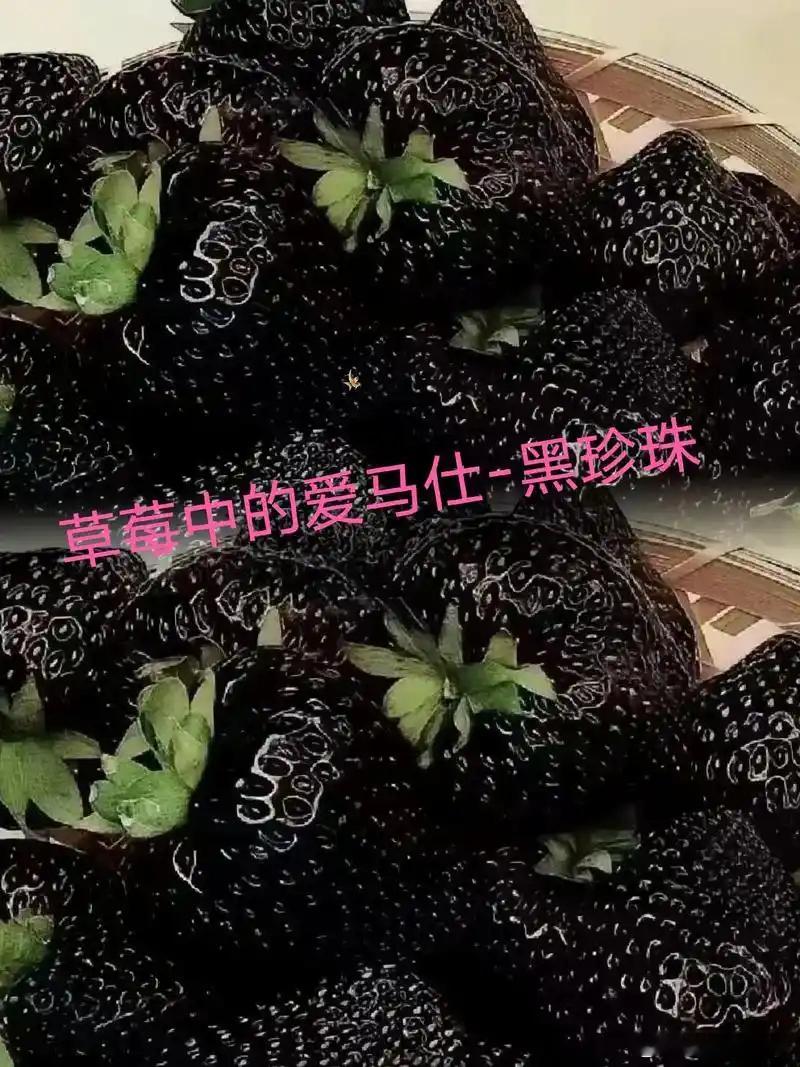 黑草莓售价高达300元一斤黑草莓其实并非纯黑色，是深红色或者酒红色，主要是比较稀