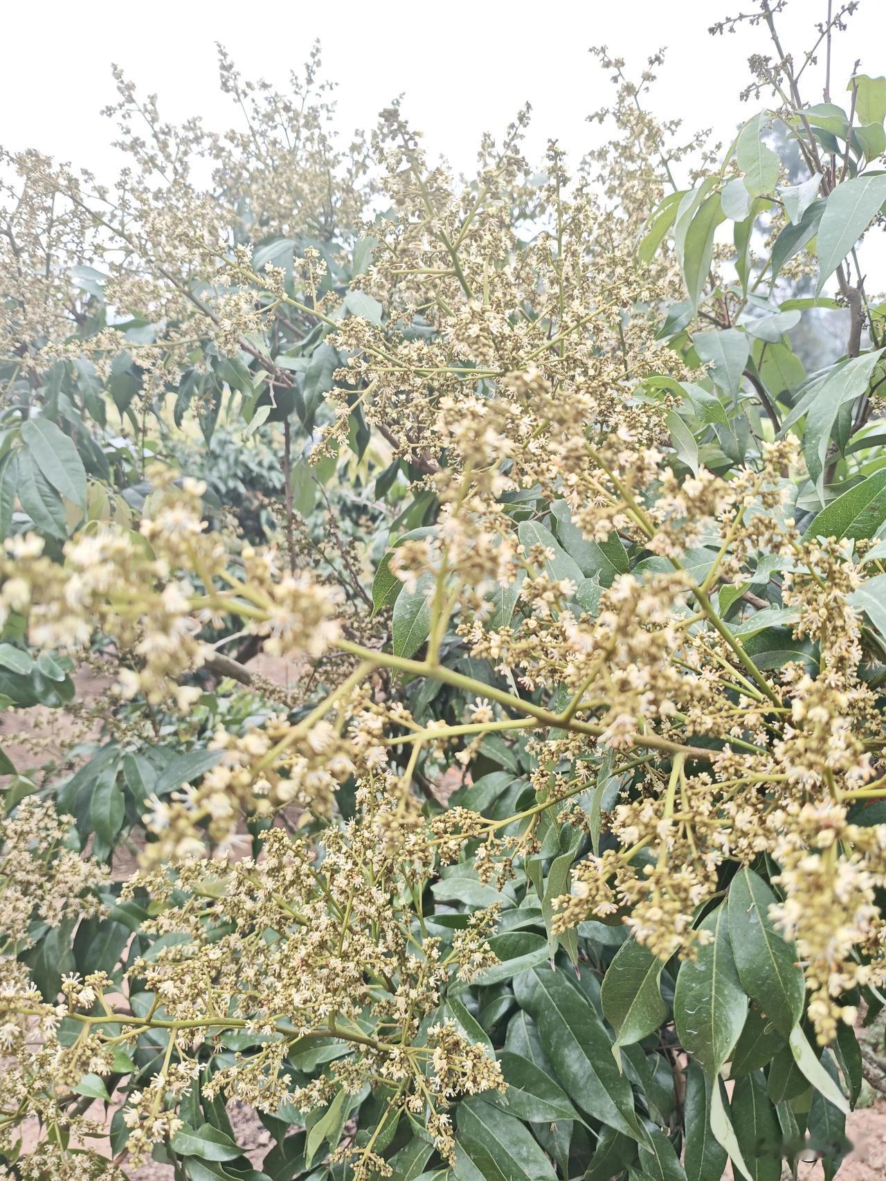 荔枝控花效果的检验在荔枝种植里，控花可是关键一步，就像精心照顾孩子成长，每一