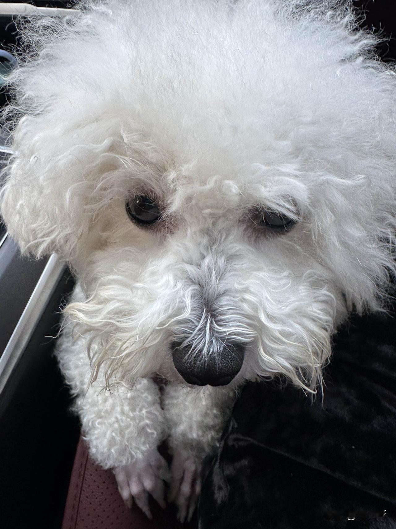 我家小比熊最近可太潦草了，因为特殊原因20天没洗澡，整个狗都沧桑了。毛毛打柳，眼