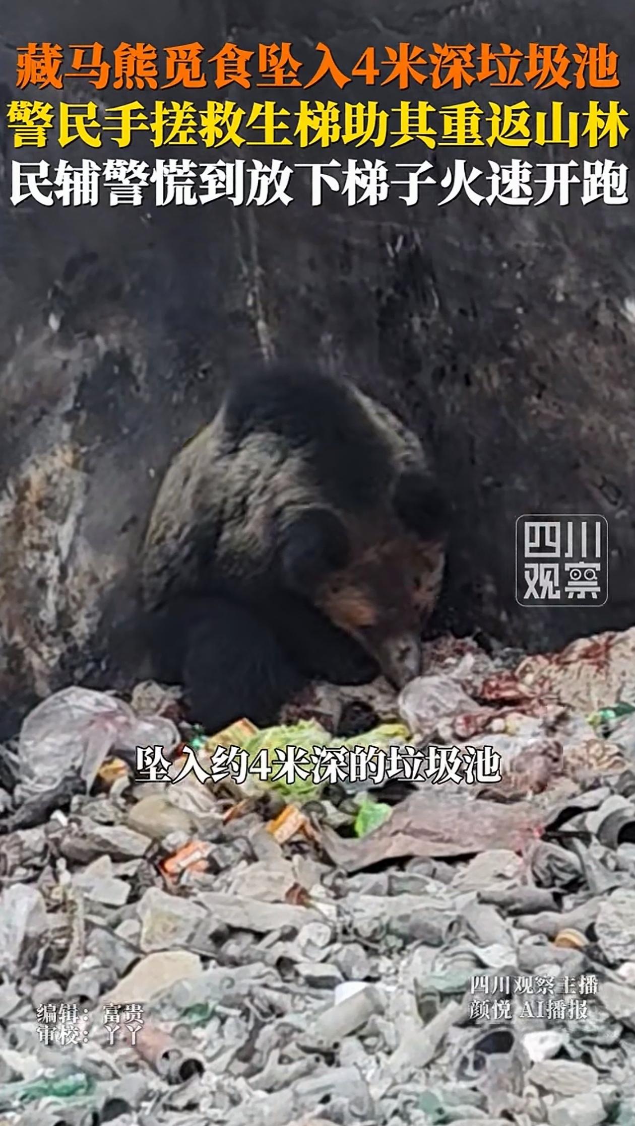 “双方都很紧张！”四川甘孜，一只两百多斤藏马熊，掉进了一个4米多深的垃圾池里了，