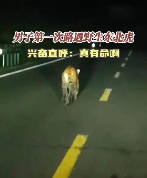 司机路遇东北虎，幽默大喊“是本地的”近日，一位司机驾车途中，猛然间与一只东北