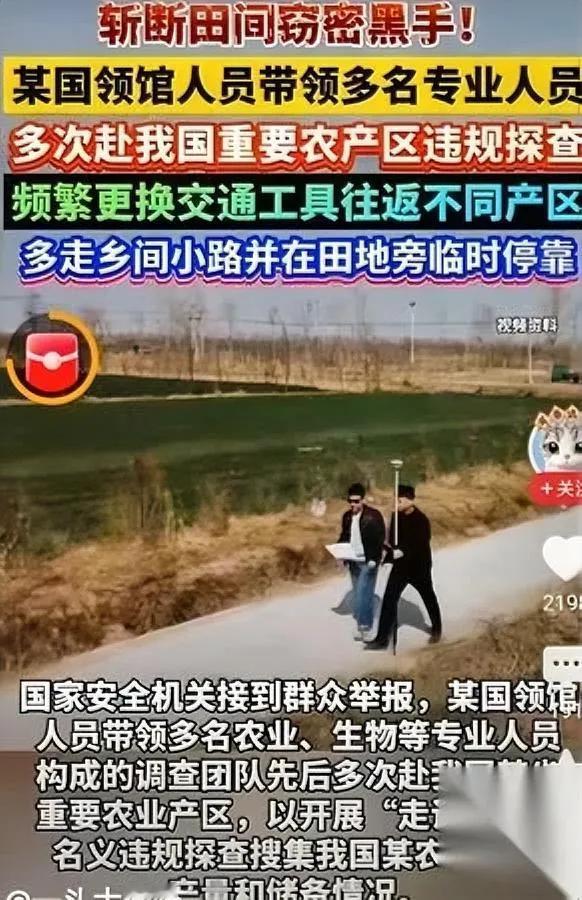 这两年田里的“鬼”，得盯紧了！不是偷玉米的，是打粮“根”的——别觉得间谍