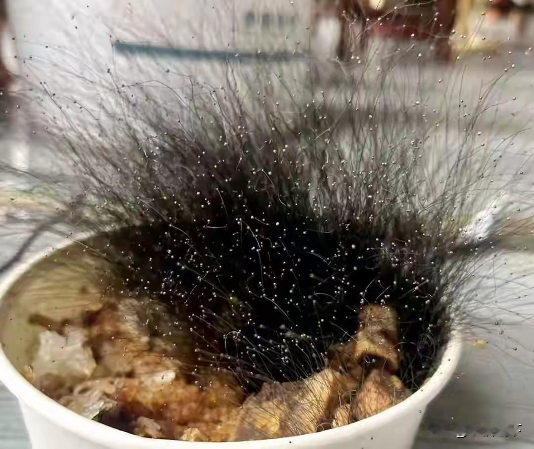 【返工笑麻！合肥打工人遗忘一碗牛肉饭，半个月长出15公分“黑色丛林”！】春