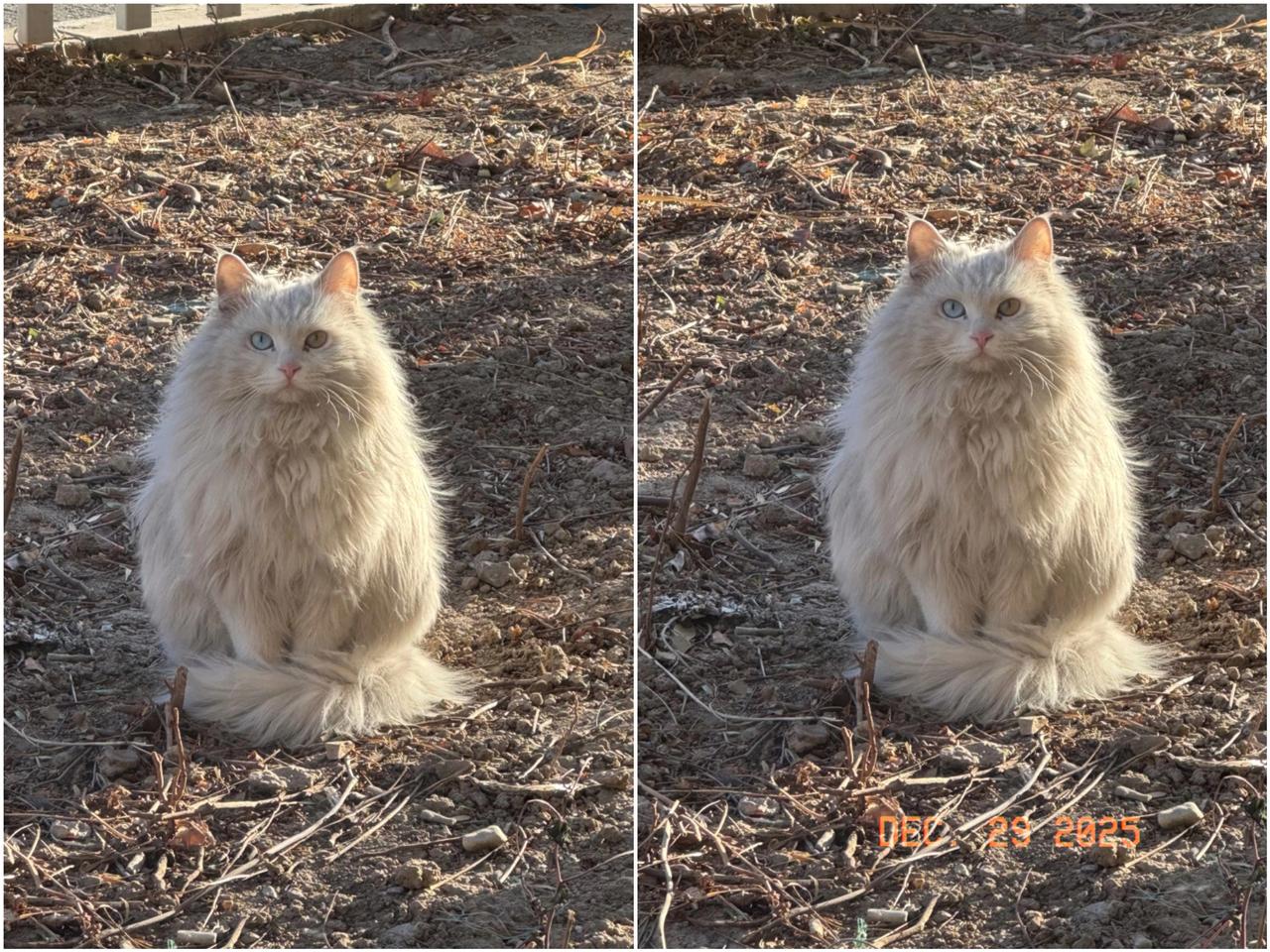 我们跟前的那只流浪猫，真的是让人心里五味杂陈。无儿无女的五保户老人走了，连他从小