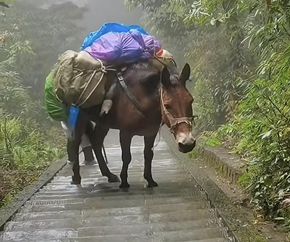 科技的发展是为了造福大众，从来都不是为了抢底层人的饭碗，所以我不知道那些骂老君山