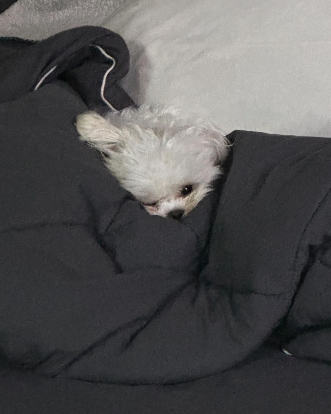刚要睡着又被吵醒的小狗​​​
