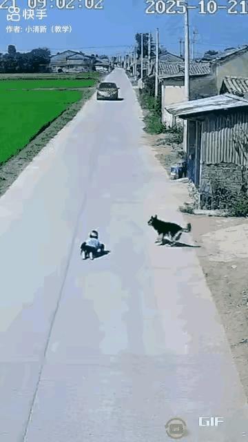 救命！马路中间爬的娃，被狗狗一把拽回鬼门关！真的要被这只