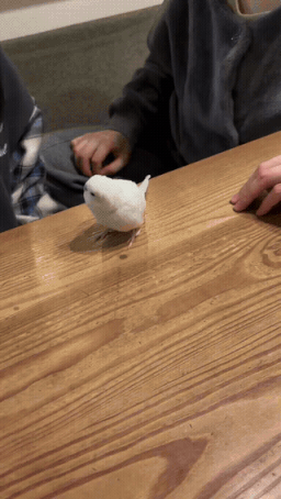 好聪明的鹦鹉