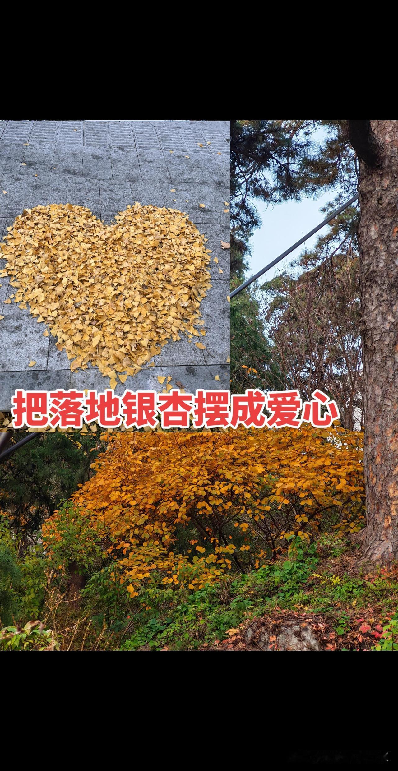 这满地的银杏叶，是秋天的到来。这一地的爱心，是小朋友的杰作。一句秋天到了，我