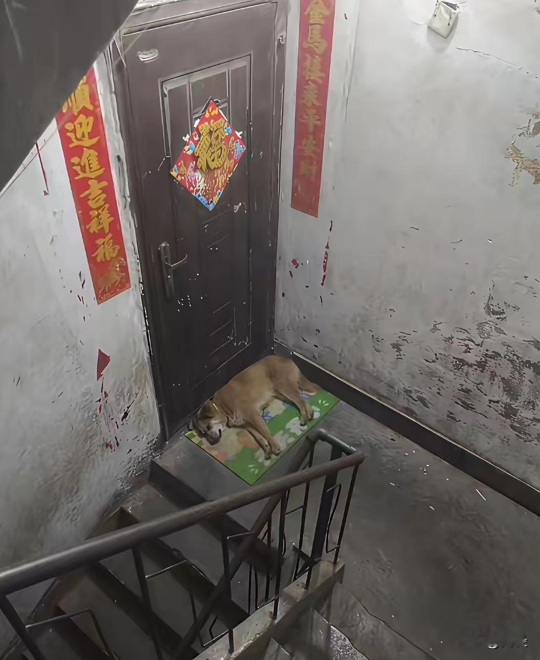 楼下住着个女的，平时在楼栋群里时不时的说如果谁家有剩骨头的可以打包留在门口，开