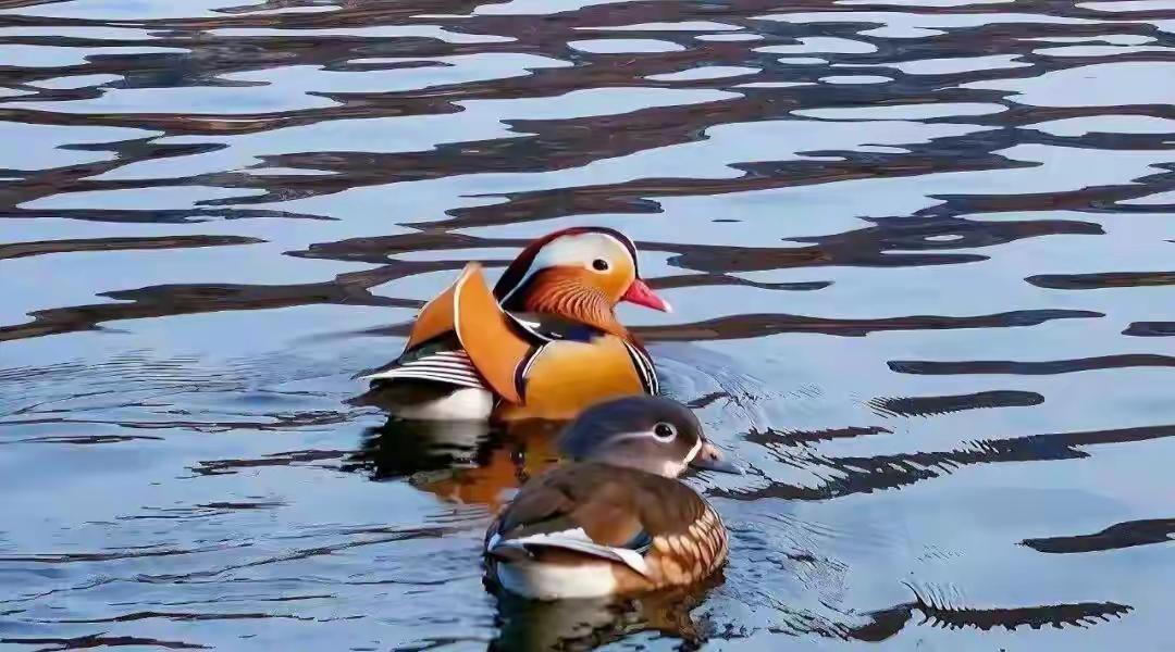 鸳鸯湖寒登西山腊天舒，遥望谷底冬景殊。远方迁来精灵客，鸳鸯戏水鸳鸯湖。