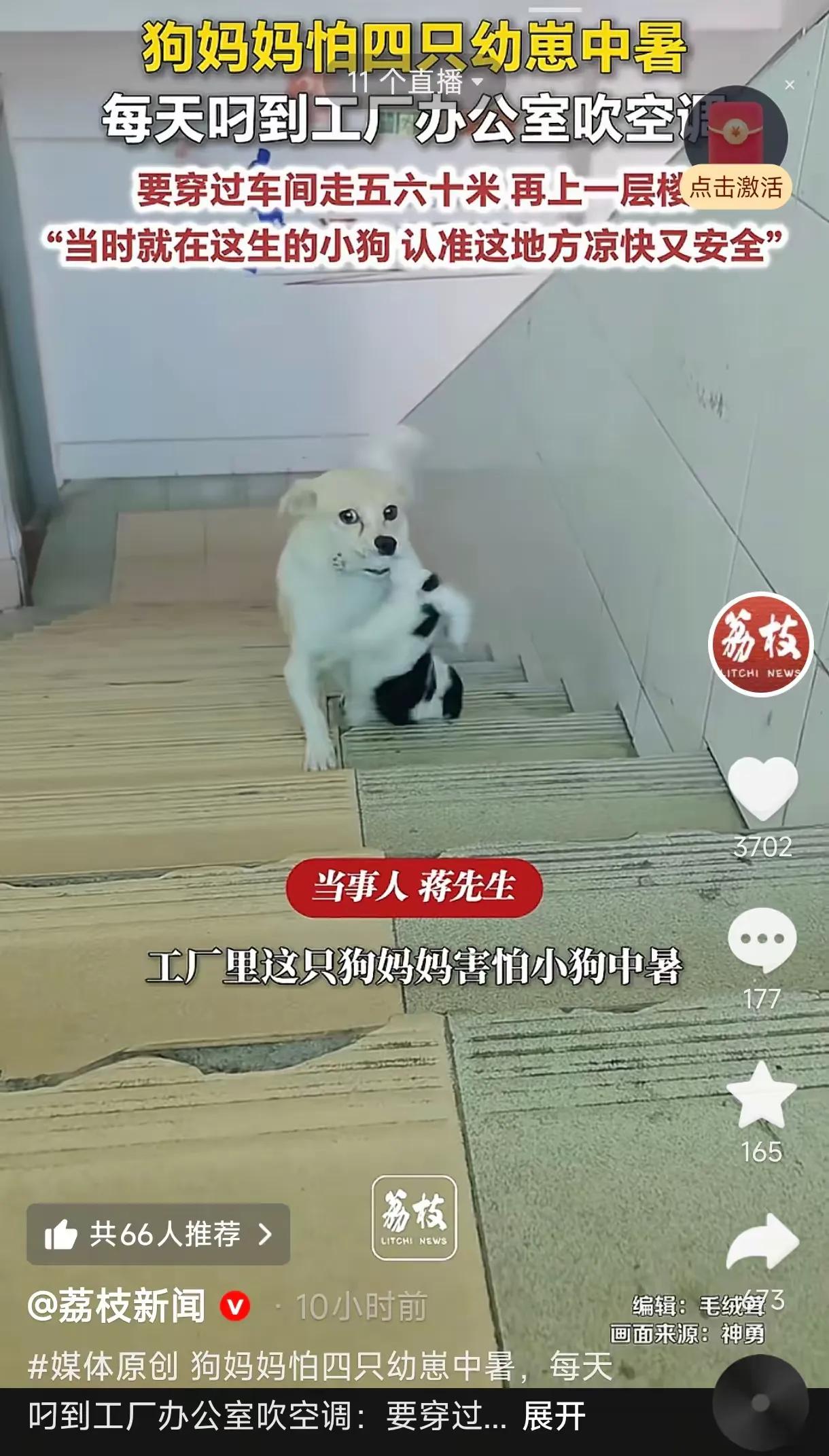 广东广州，一工厂老板打开办公室空调降温，没想到竟招来了一位特殊的“常客”——一只
