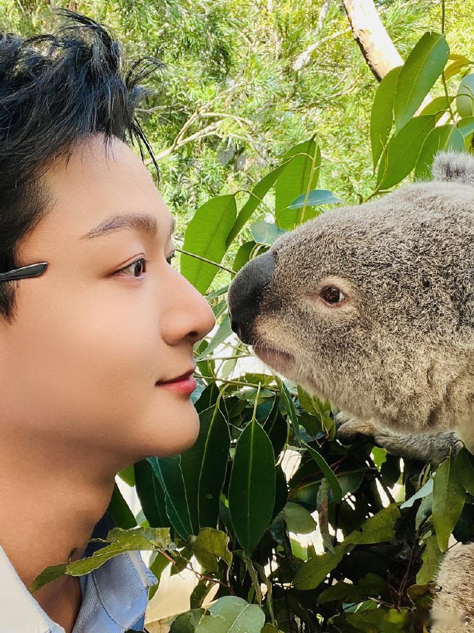 张晚意和考拉合照张晚意和考拉合照了，张晚意拍的考拉真的是有点可爱了呀，感觉两个