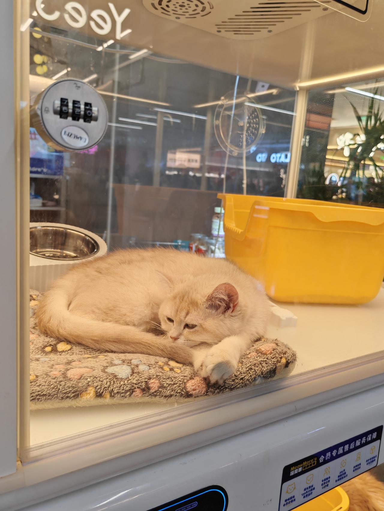 小时候住在农村，家里养过猫、狗，根本就不用花钱，吃的也是人吃剩的饭菜，猫是用来抓