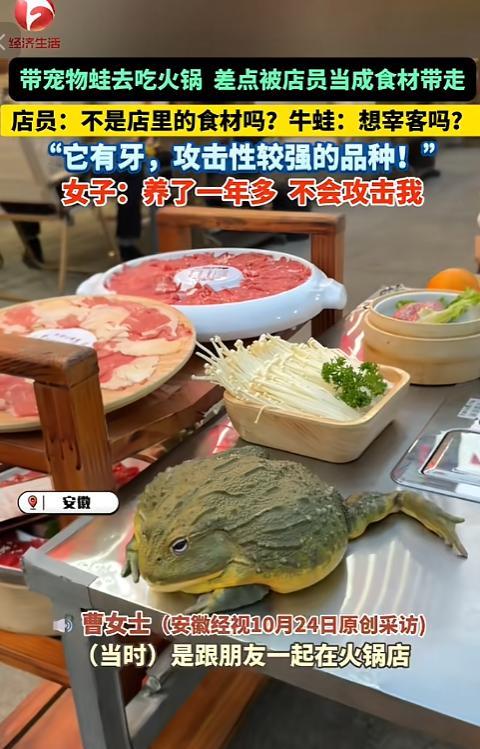 “离了个大谱!”10月24日,安徽,一女子吃火锅时,将随身携带的宠物蛙放在桌子上