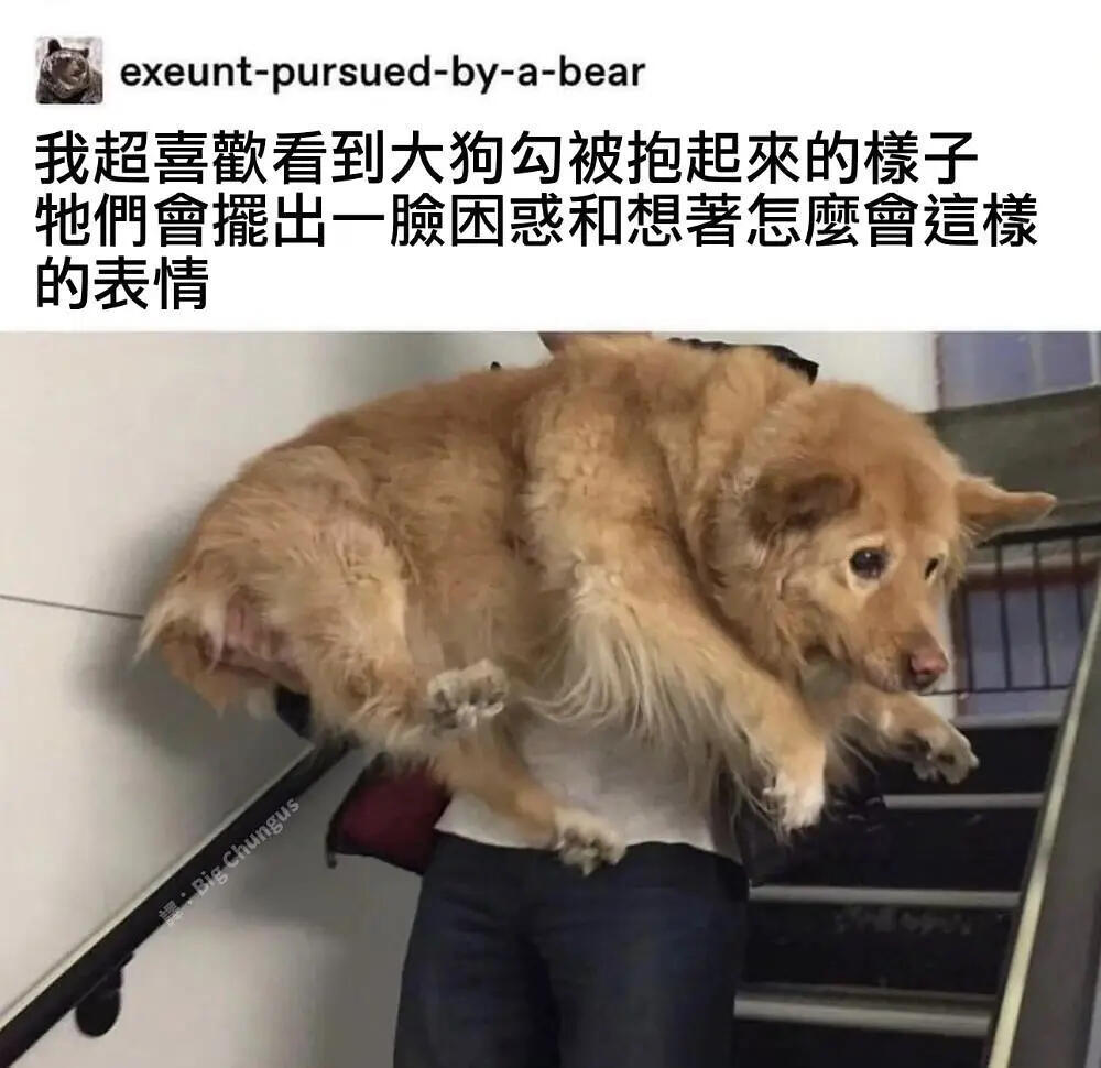 “我超喜欢看到大狗勾被抱起来的样子，他们会摆出一脸困惑和想着怎么会这样的表情”