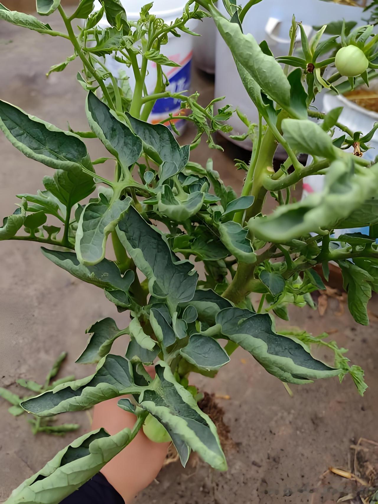 西红柿卷叶三大原因，对症解决，枝叶旺结果多很多小菜园新手种菜，西红柿老是卷
