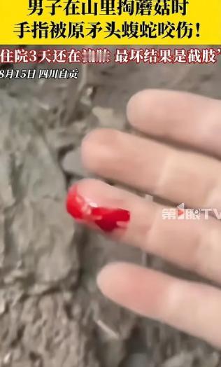 “太可怕了！”四川自贡，男子上山采蘑菇，看到一洞口处有一窝“乌林参”，顿时激动万
