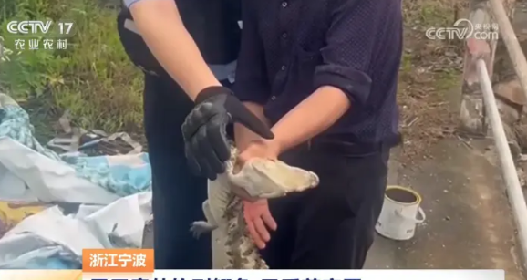 “钓鱼佬果然除了鱼什么都能钓到！”近日，浙江一名钓友在河边钓鱼时，鱼竿突然剧烈晃
