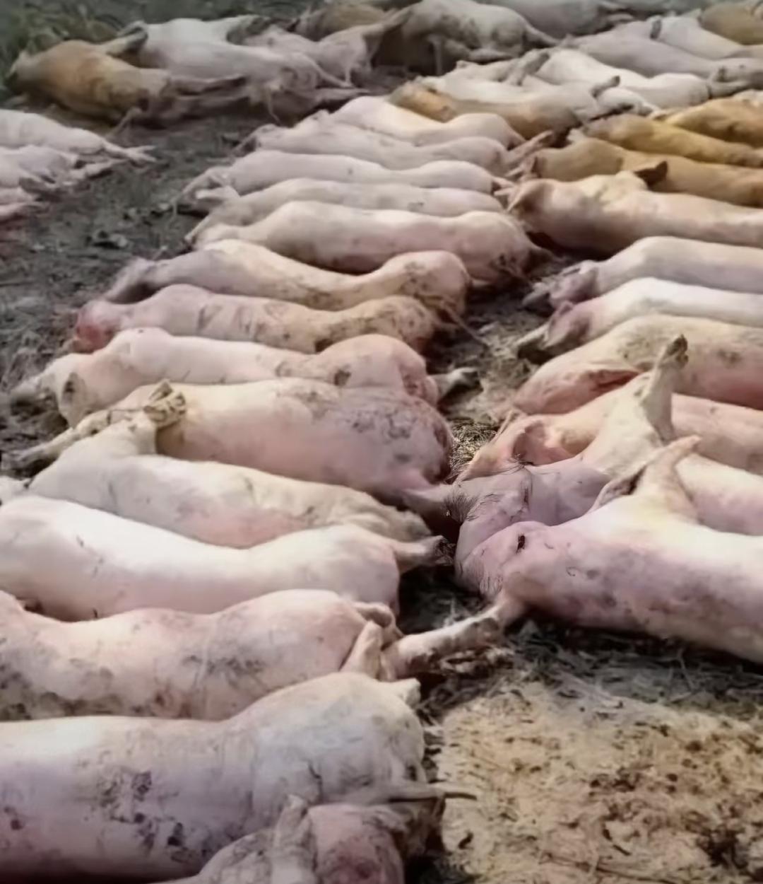 广东罗定一家肉联厂门口被拍到堆着八十多头死猪,有的都发黑流脓了。网友举报后,当晚