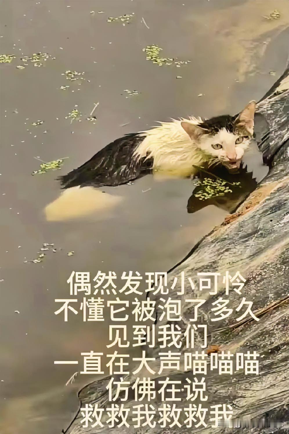 万物有灵同事上班途中，偶遇两位男士救助落水的猫咪，那顽强的生命力令人动容。