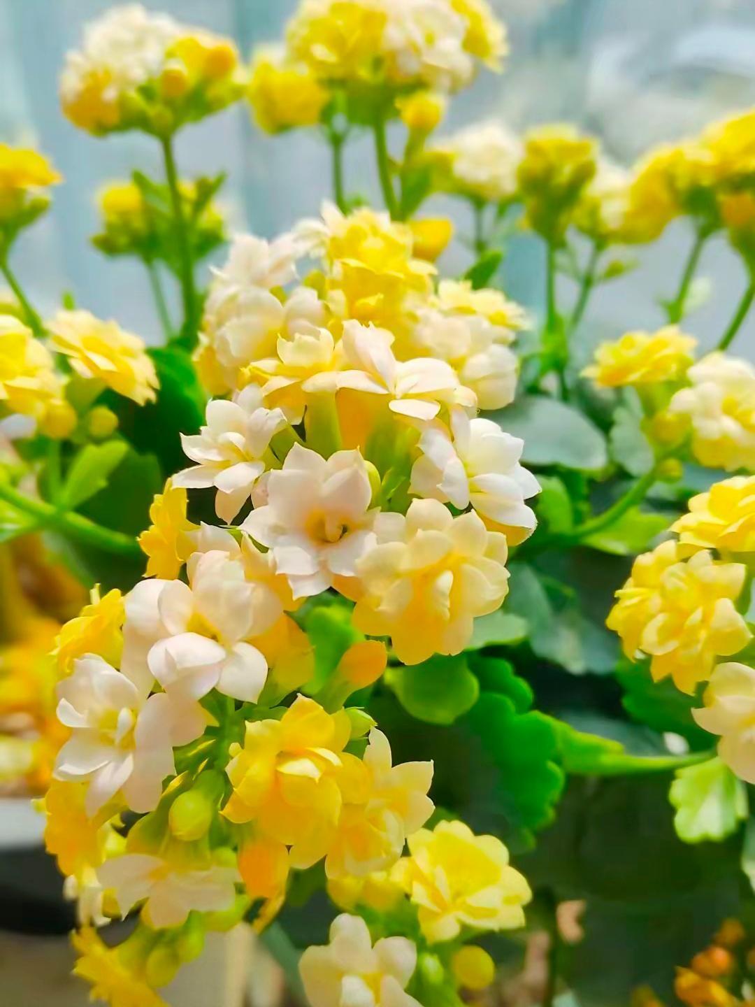 我们村原来有个婆婆，和自己儿媳妇不和，硬逼着儿子离了婚。没成想儿媳妇转身又嫁到了