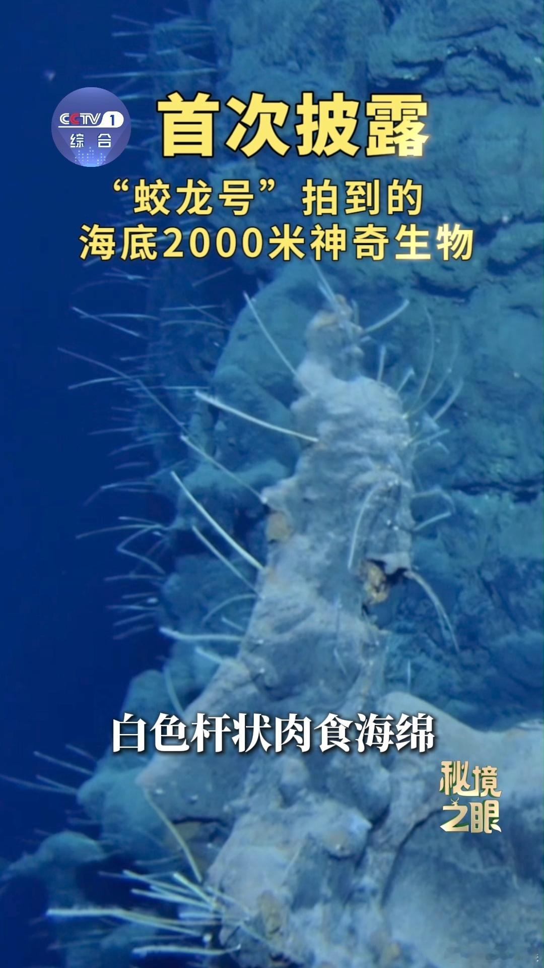蛟龙号在海底2000米看到了啥沉浸式看完蛟龙号深潜记录，内心满是触动。下潜到2