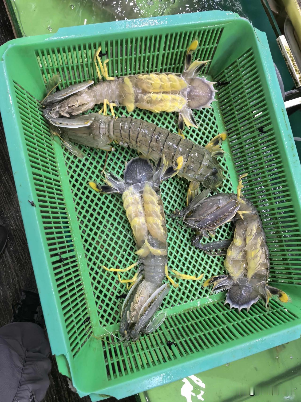 三个大皮皮虾，4个大扇贝，10个海虾，老板要我3000🐷，我还老板1500🐷