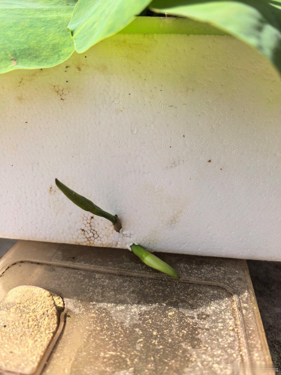 整天琢磨：这碗莲长势还不错啊，怎么看不到花苞呢？今天终于看到花苞了…这可咋整？这