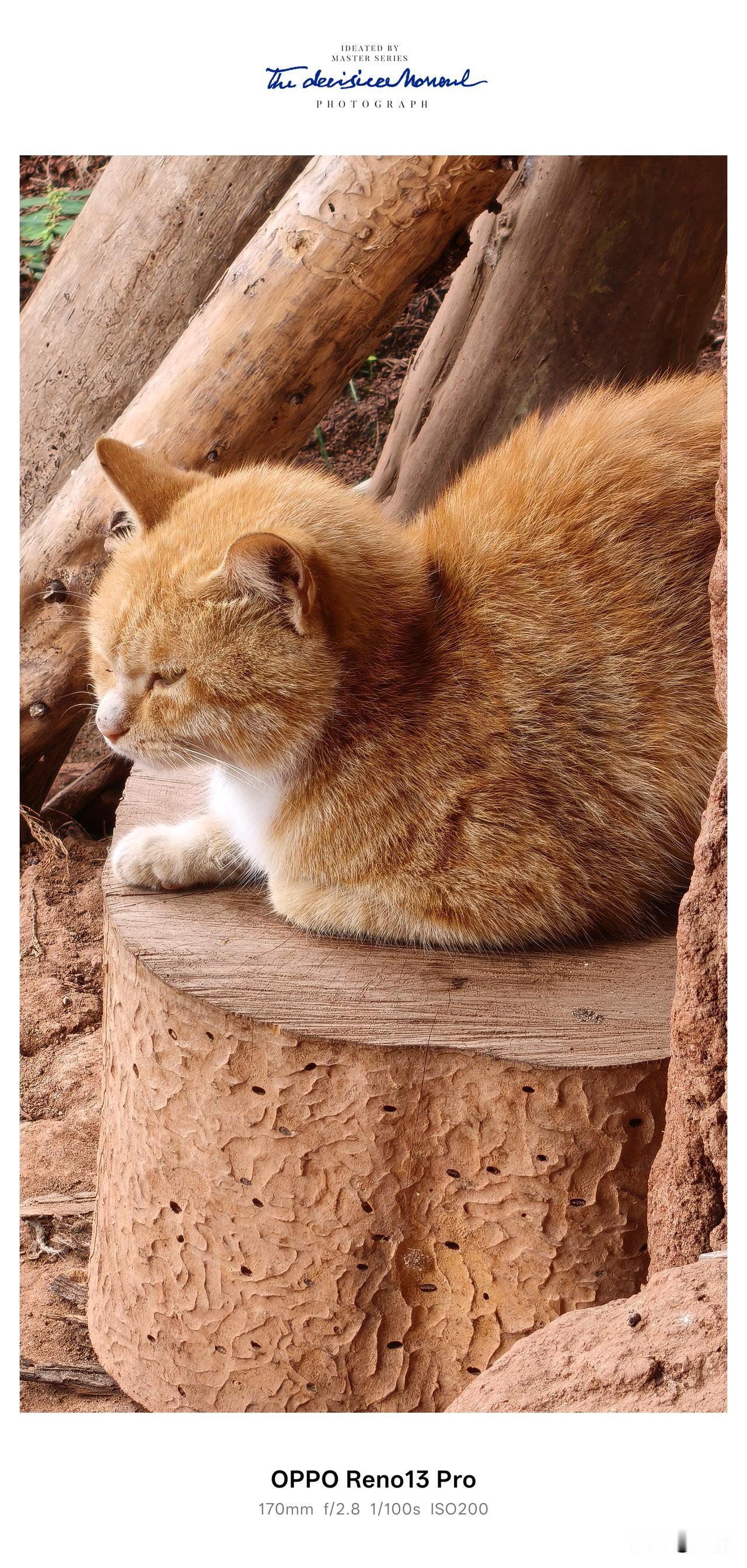 为啥猫咪这么喜欢暖和的地方？我家隔壁这只大橘猫就是典型，总爱跑到我家里来蹭温暖