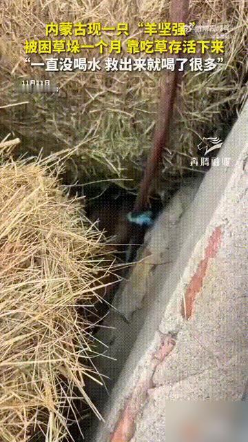 内蒙古呼伦贝尔一名女子家里养了一群羊，本来她也没有在意，但有天家人却发现少了一只