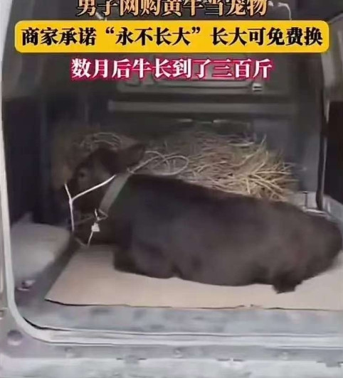 男子网购“迷你宠物牛”，商家承诺永不长大？养到300斤后，商家表示可以换新的，把