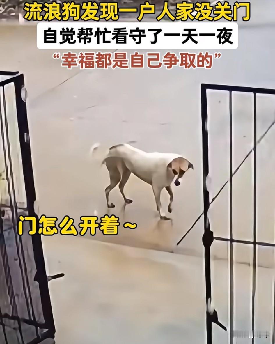 泪目了！这天一只流浪狗路过一户人家的时候发现她的门没有关，它记得曾经的主人教它要