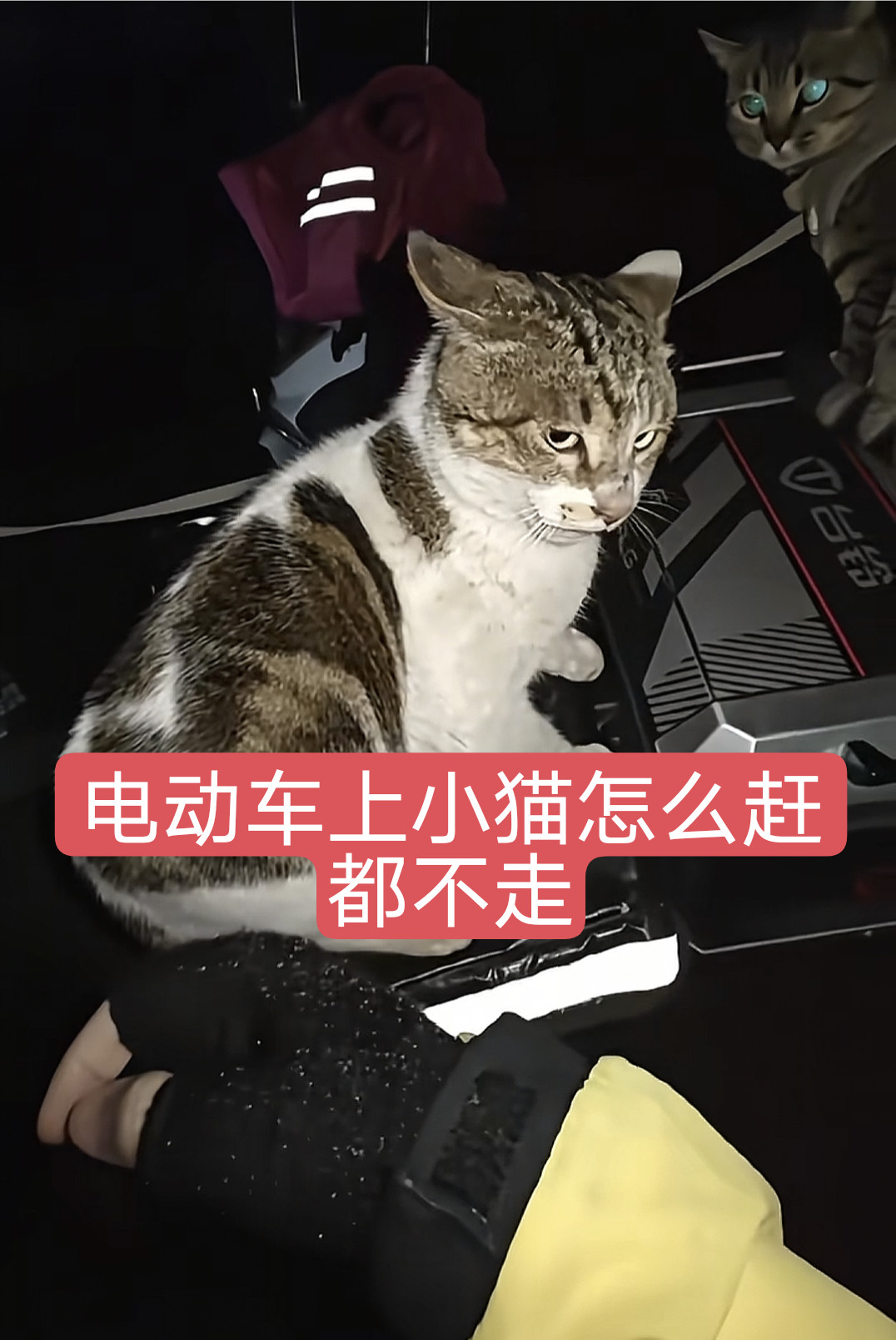 电动车🛵上的小猫怎么赶都不走猫猫：喵喵喵（骂骂咧咧）