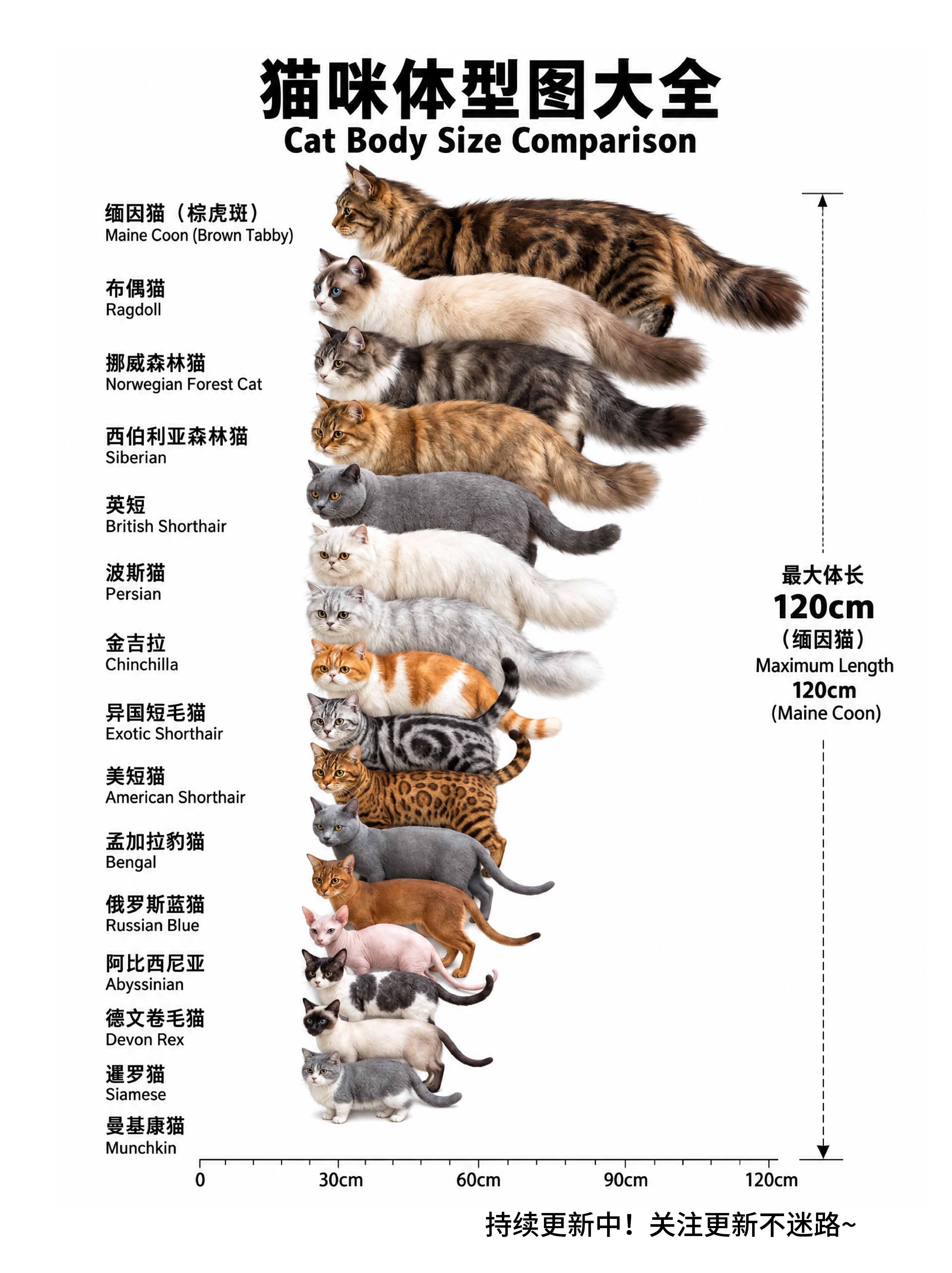 布偶的体型竟然仅次于缅英猫？​​​