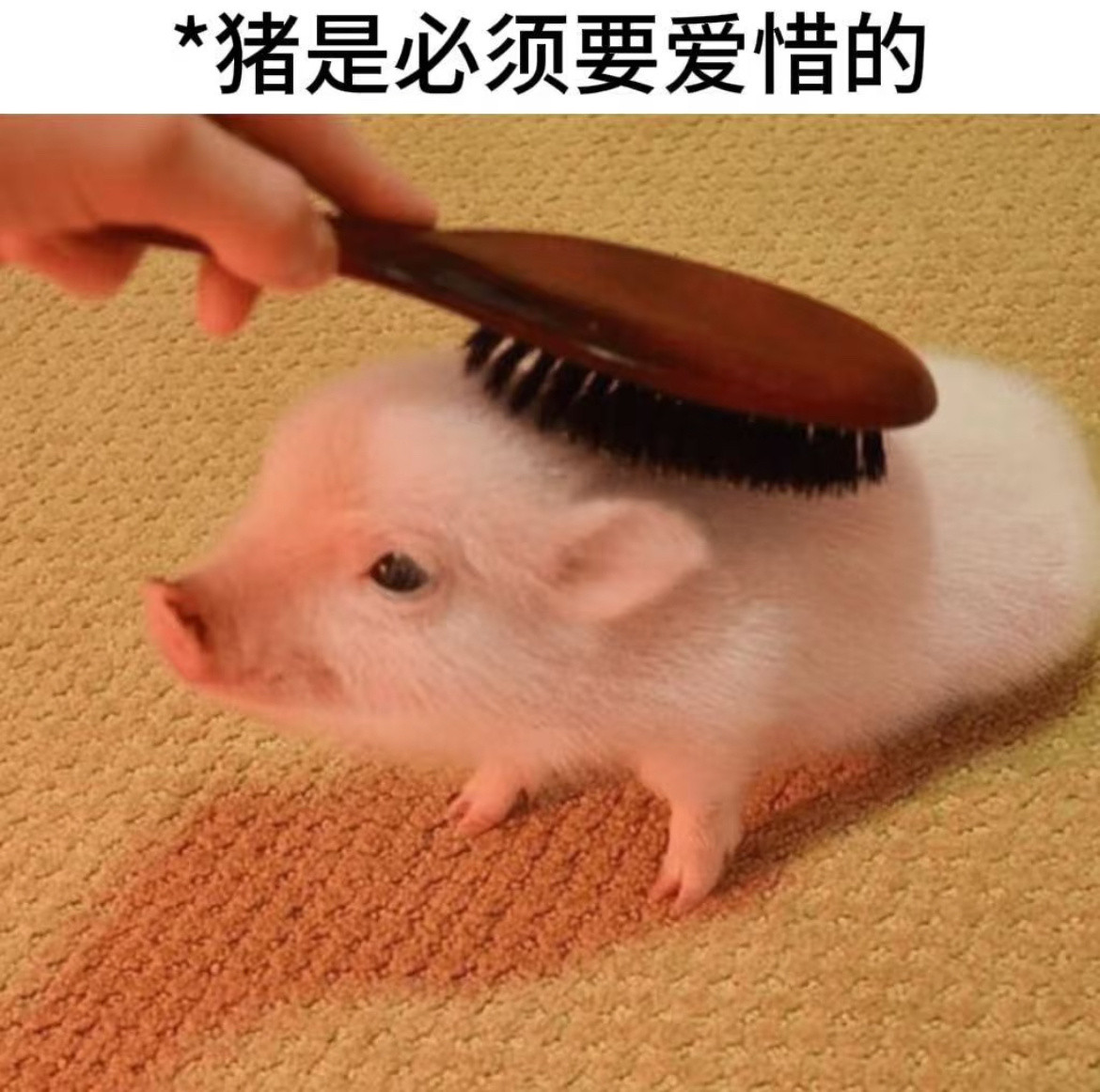 猪是必须要爱惜的！猪猪表情包​​​