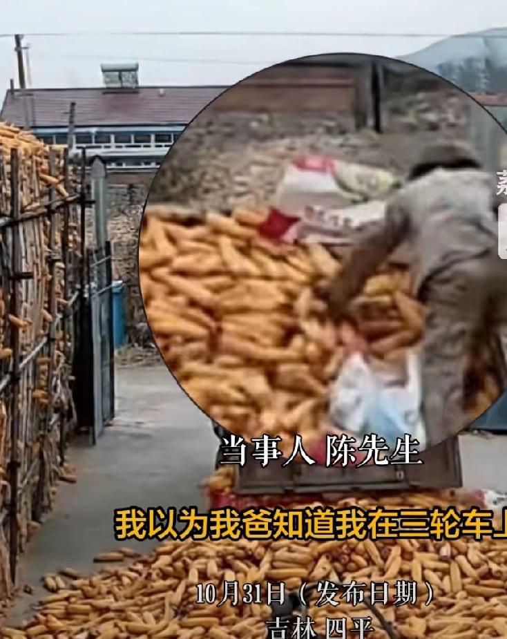 妥妥地亲爹!10月31日,吉林四平父子俩卸玉米,爸爸忘了儿子还在车斗里,连人带苞