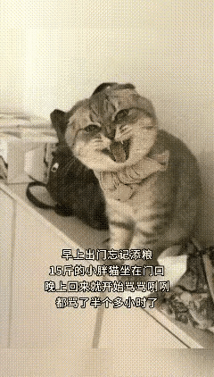 主人一回家就被家里的猫咪跳到柜子上，几乎贴脸骂了半个多小时，看样子骂得还挺难听[