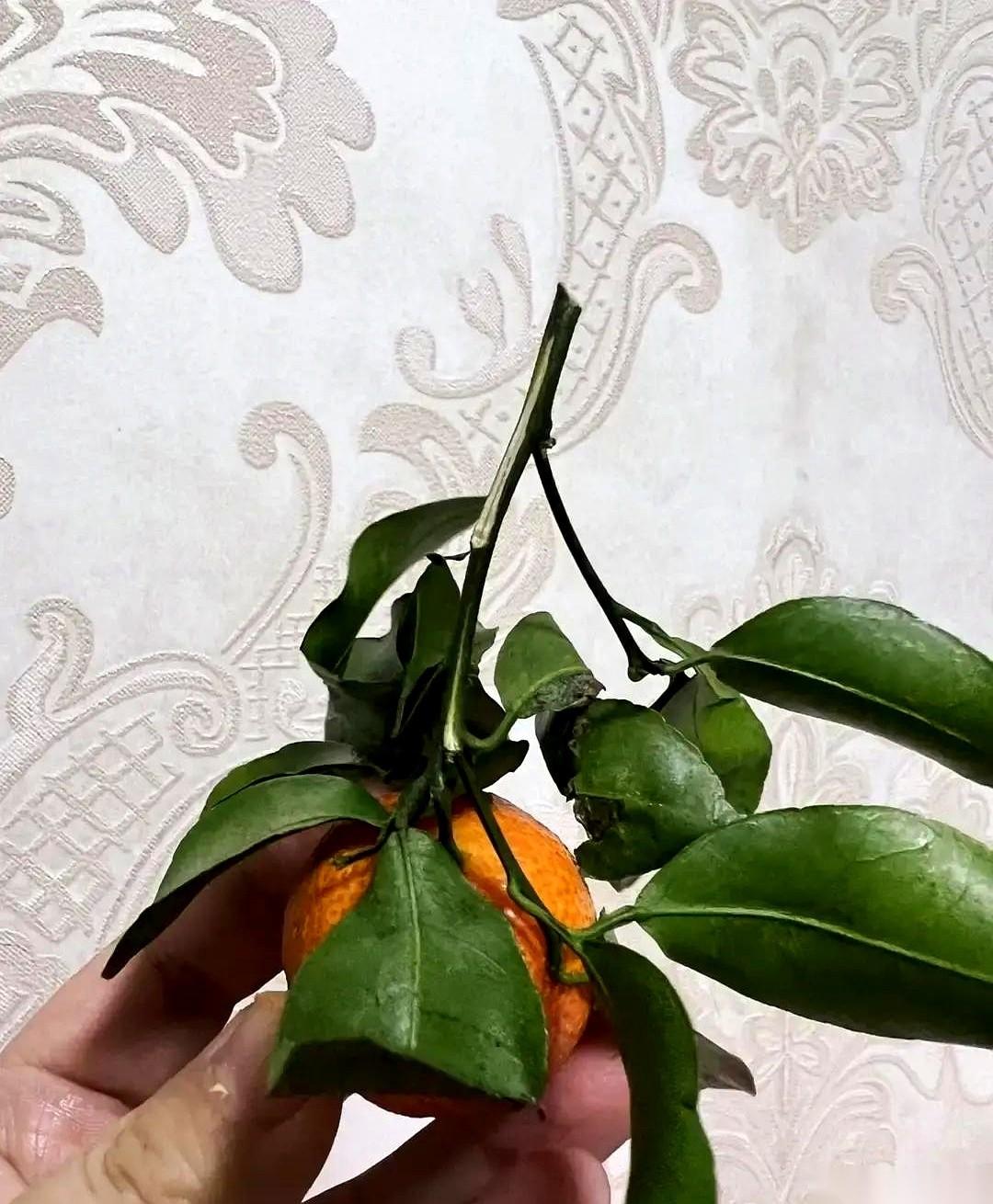 广西砂糖橘那个长长的绿把儿，我一直以为是果农压秤的鬼把戏，多一钱是一钱。今天才