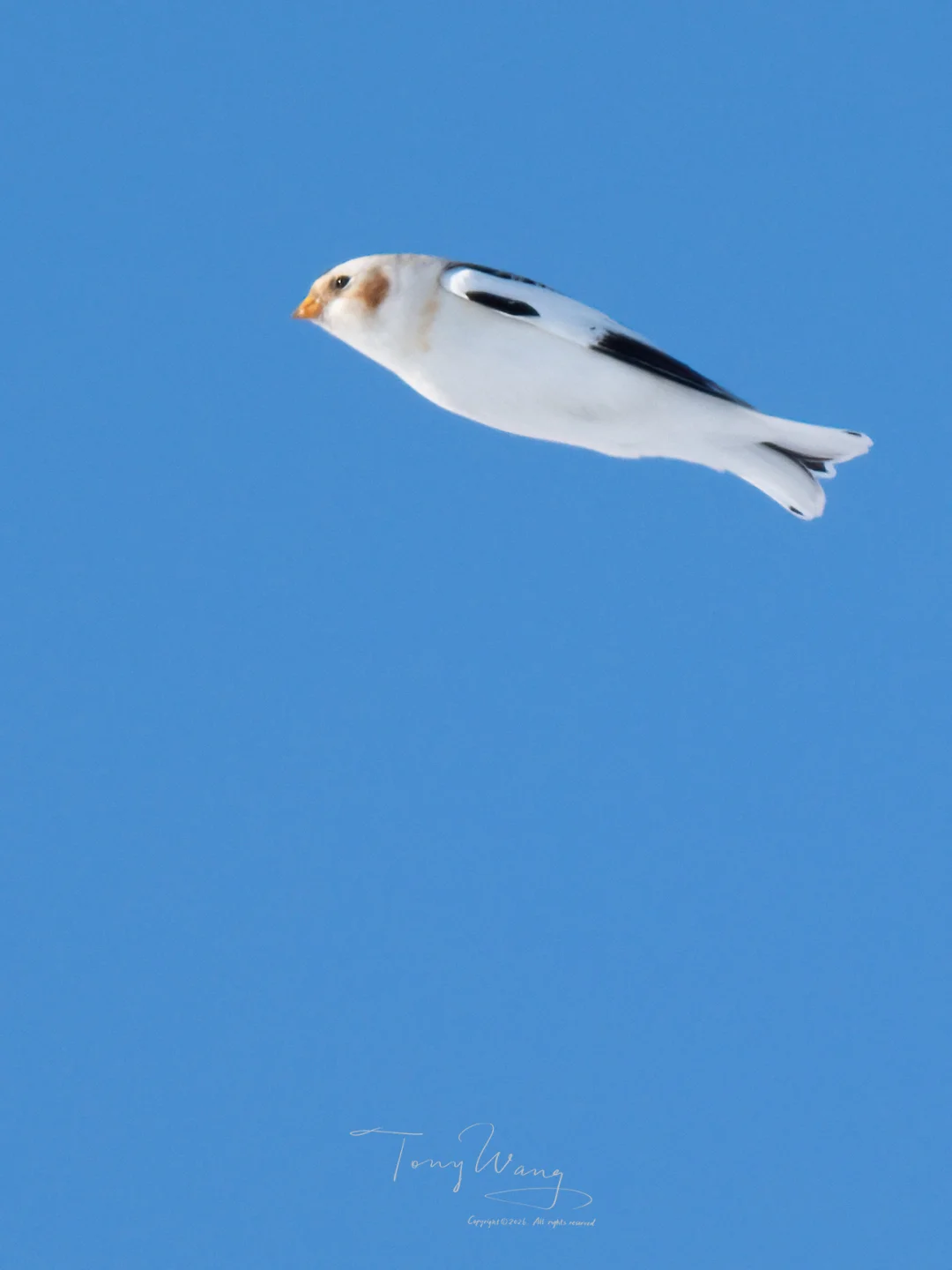 空中飞过一条白色小鱼！！！🐟🐟🐟🐟🐟