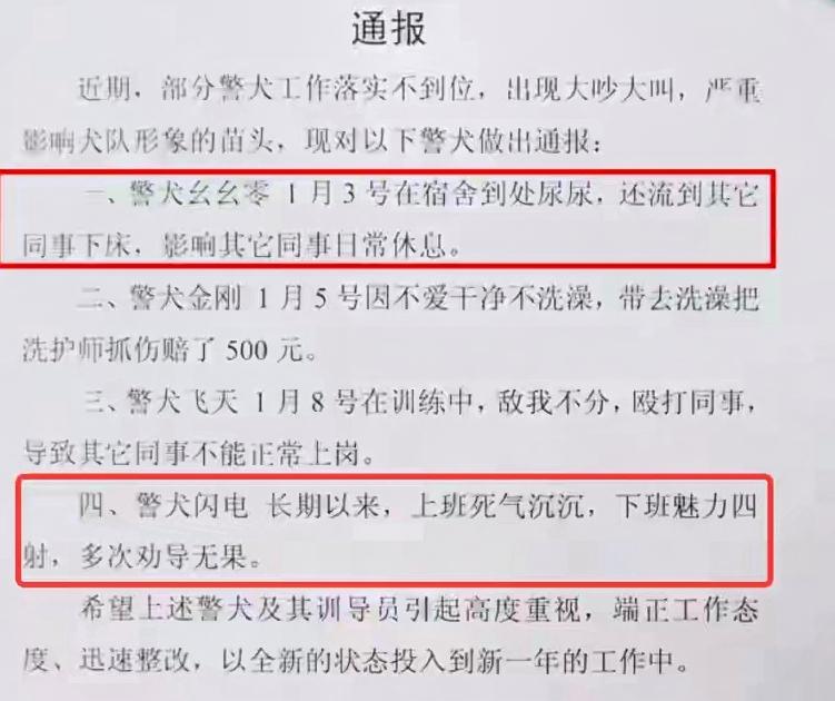 真的是太可爱啦多只警犬被通报：“上班死气沉沉，下班魅力四射”“带头打架”“在战