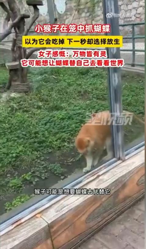 2026年8月31日，据网友拍摄视频分享，黑龙江一处园区内出现一段治愈
